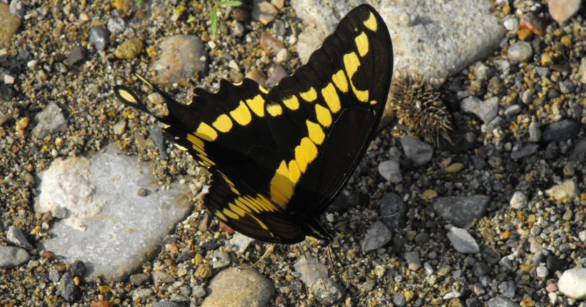 Registra la UAT 195 especies de mariposas en la Sierra Chiquita de Tamaulipas