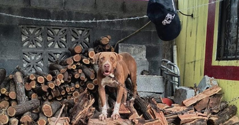 Atienden peticiones de animalistas