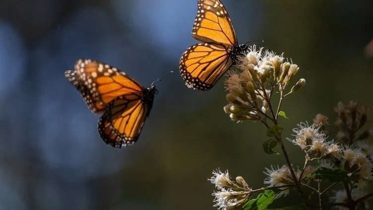 Piden protección para santuarios de la mariposa monarca