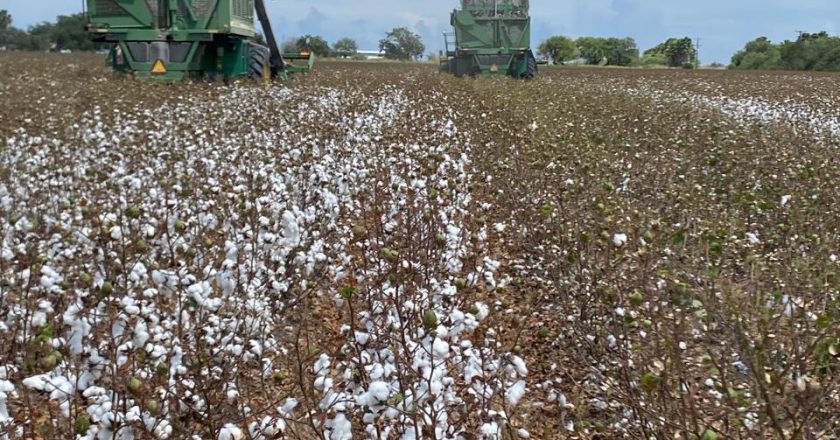 Avanza “pizca” de algodón en la región