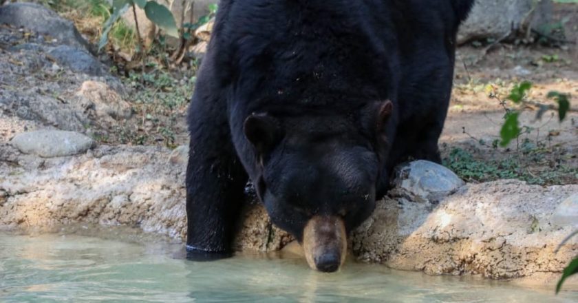 Unen esfuerzos en pro del oso negro americano