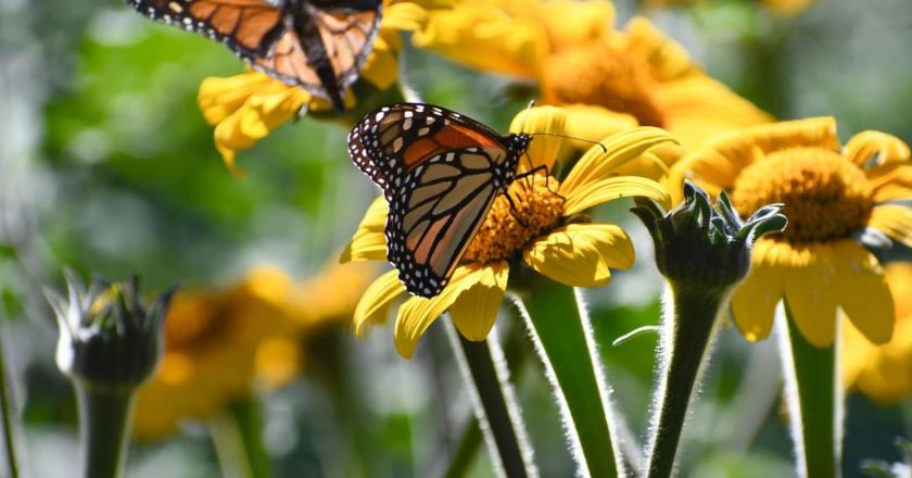 Invertirá Tamaulipas en la protección del hábitat de la mariposa monarca: CPBT