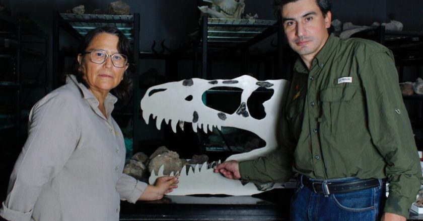 Descubren nueva especie de dinosaurio en Coahuila