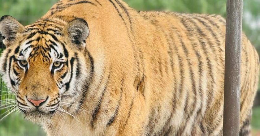 ¡Alerta roja! Escapó tigre de zológico