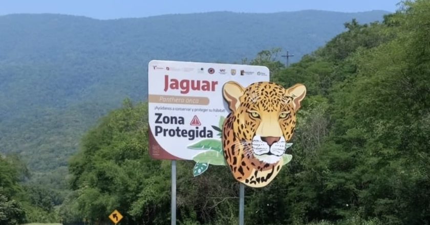 Coloca Comisión de Parques señalética para evitar atropellamientos de fauna