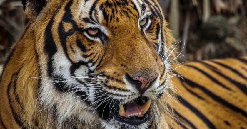 Trasladarán al Zoológico Tamatán al tigre capturado en Reynosa