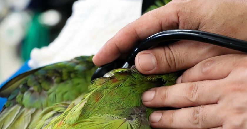 Comisión de Parques punto clave para preservar fauna silvestre en Tamaulipas