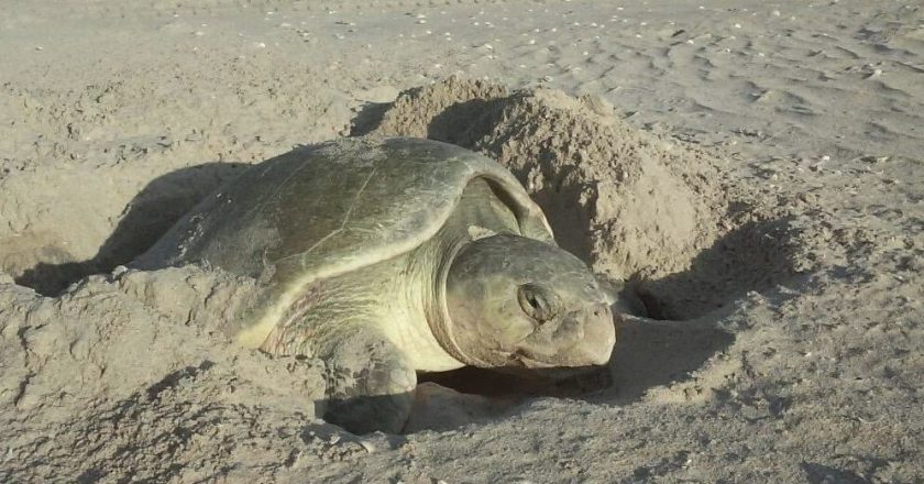 Cerró temporada de tortuga lora con 150 mil crías liberadas al mar