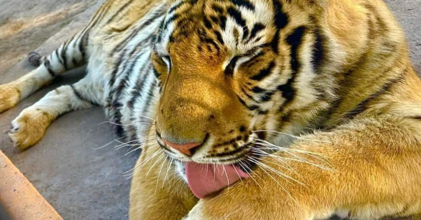 Aún no aparece el tigre