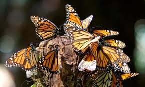 Reynosa, paso obligado de la mariposa monarca