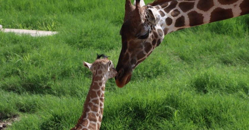 Convocan para elegir nombre para jirafa macho del Zoológico de Tamatán