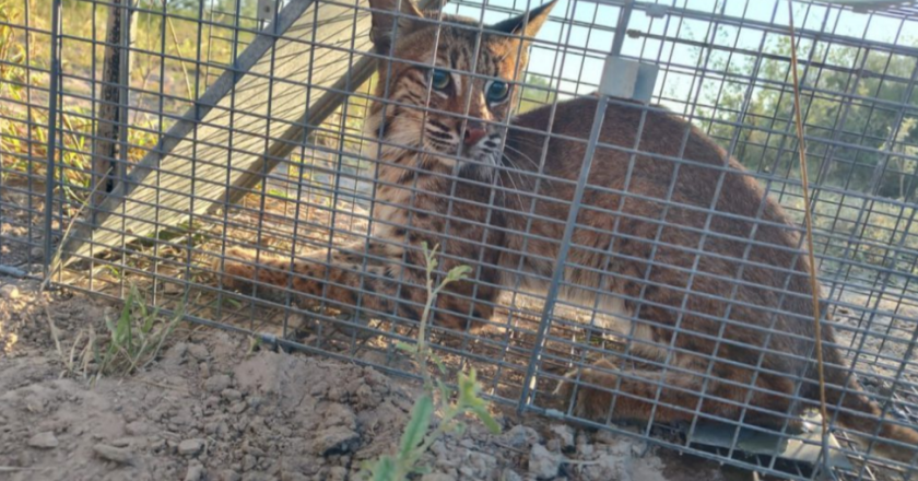 Atraparon a un lince en la Valdez Richaud