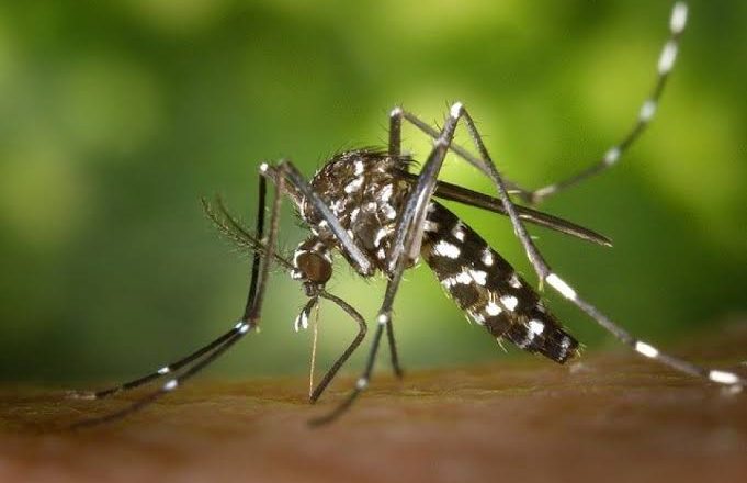 Se multiplican casos de dengue en Tamaulipas