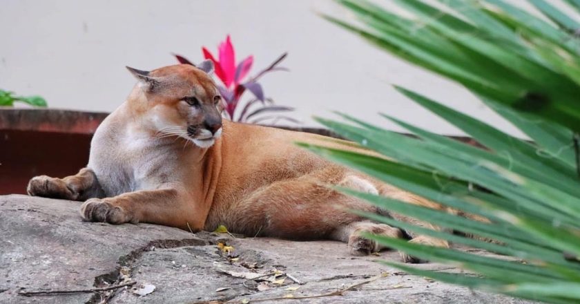 Zoológico de Tamatán es referente universitario en materia de fauna