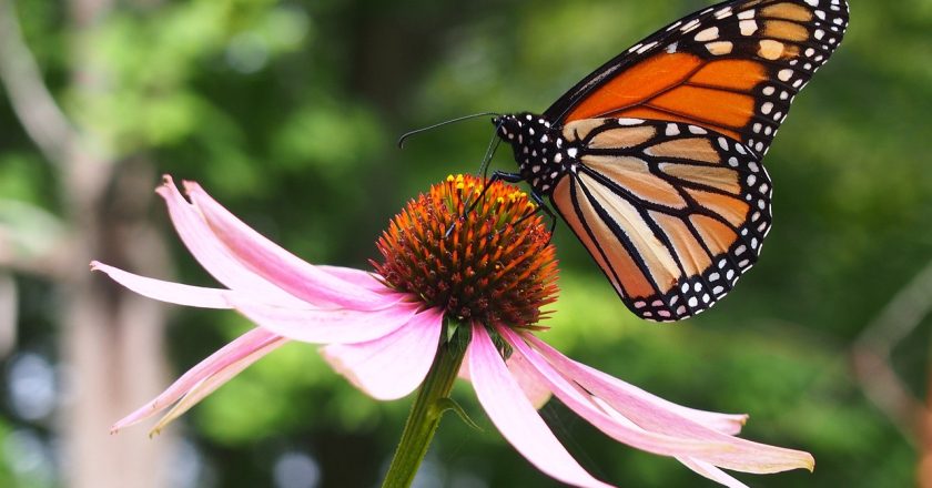 Es Tamaulipas clave para conservación de ecosistemas y mariposa monarca