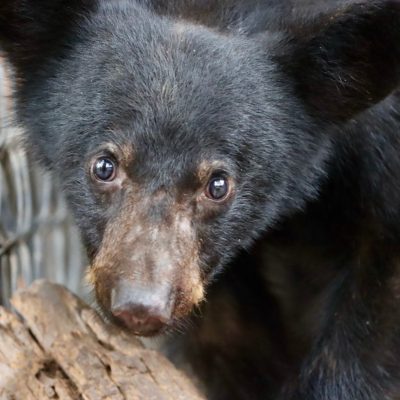 Atiende Comisión de Parques reportes de avistamientos de fauna silvestre