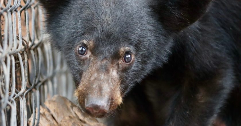 Atiende Comisión de Parques reportes de avistamientos de fauna silvestre