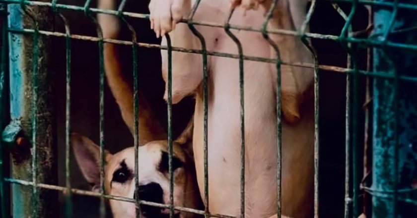 Pide ayuda Centro Antirrábico para alimentar a los perros