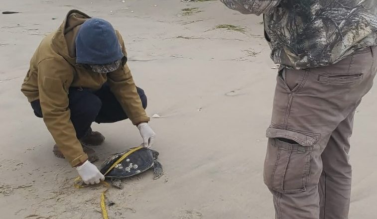 Rescató Comisión de Parques 40 tortugas verdes en playas